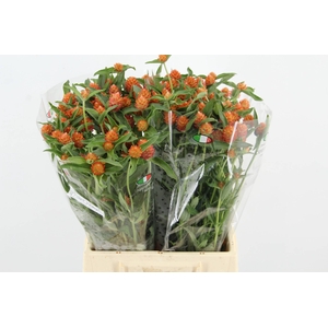 GOMPHRENA ORANGE