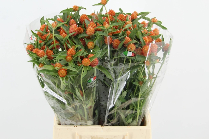 <h4>GOMPHRENA ORANGE</h4>