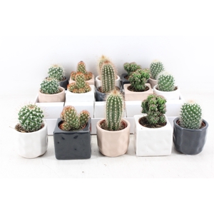 arr3 OV - Ker. pot davos Cactus x15