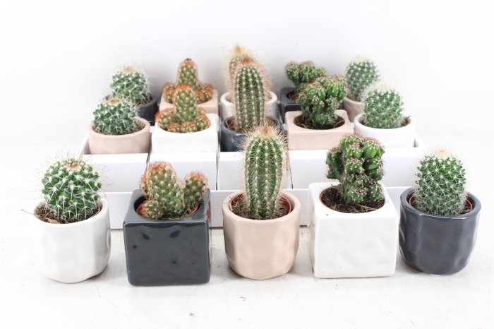 <h4>arr3 OV - Ker. pot davos Cactus x15</h4>