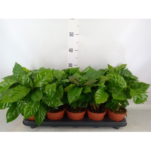 Coffea arabica