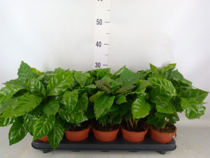 <h4>Coffea arabica</h4>