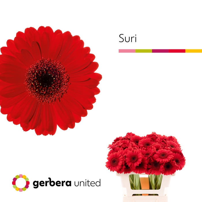 <h4>Germini Suri Water x60</h4>
