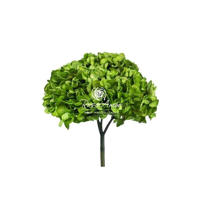 <h4>Hydrangea Xl Gre01</h4>
