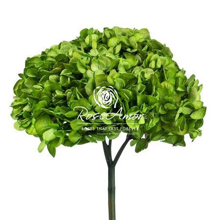 Hydrangea Xl Gre01