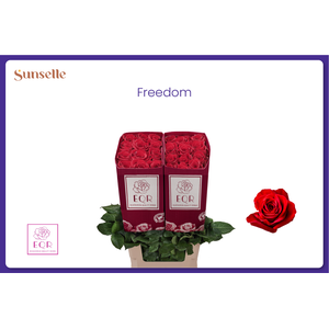 R GR FREEDOM