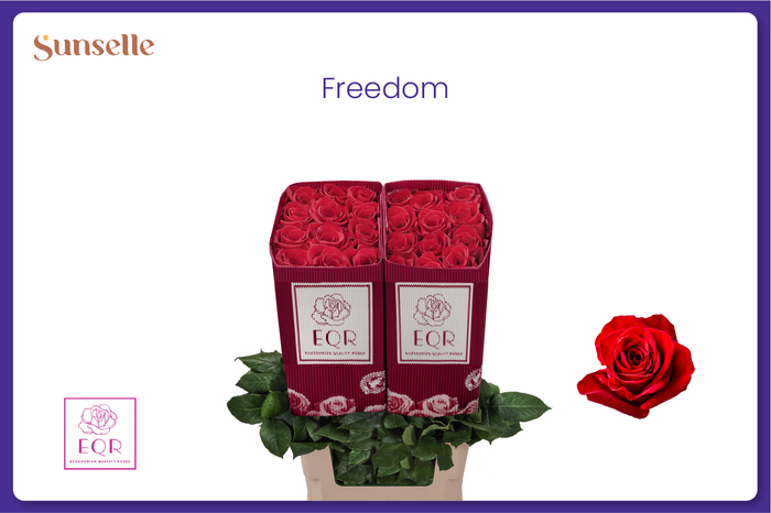 <h4>R GR FREEDOM</h4>