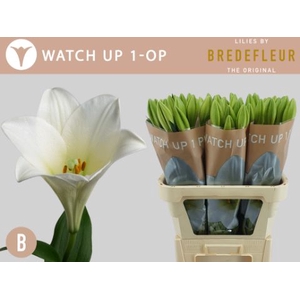 Li Lf Watch Up 1 Kop Bredefleur