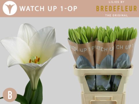 <h4>Li Lf Watch Up 1 Kop Bredefleur</h4>