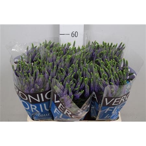Veronica  'Clea Diana'