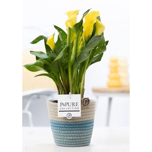 Zantedeschia yellow in P&PURE Fashionpot Valerie