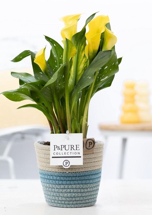 <h4>Zantedeschia yellow in P&PURE Fashionpot Valerie</h4>