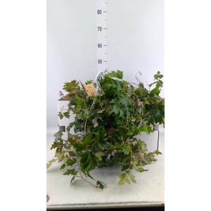 Cissus rhombifolia 'Ellen Danica'