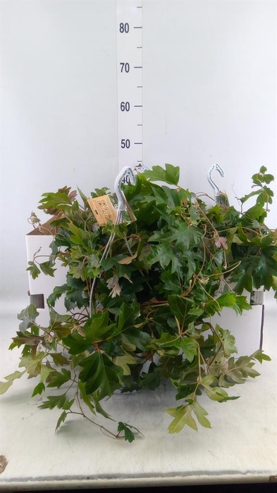 <h4>Cissus rhombifolia 'Ellen Danica'</h4>