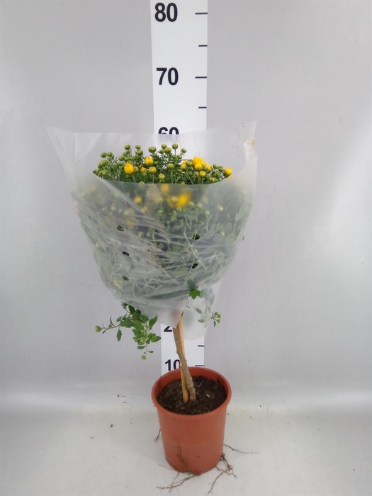 <h4>Chrysanthemum   ..GR</h4>