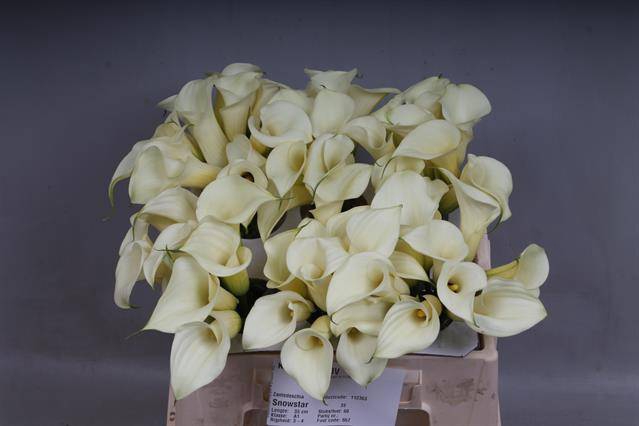 <h4>Calla Snowstar Kallaland</h4>