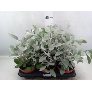 Kalanchoe NF   ...