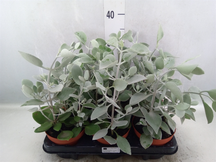 <h4>Kalanchoe NF   ...</h4>