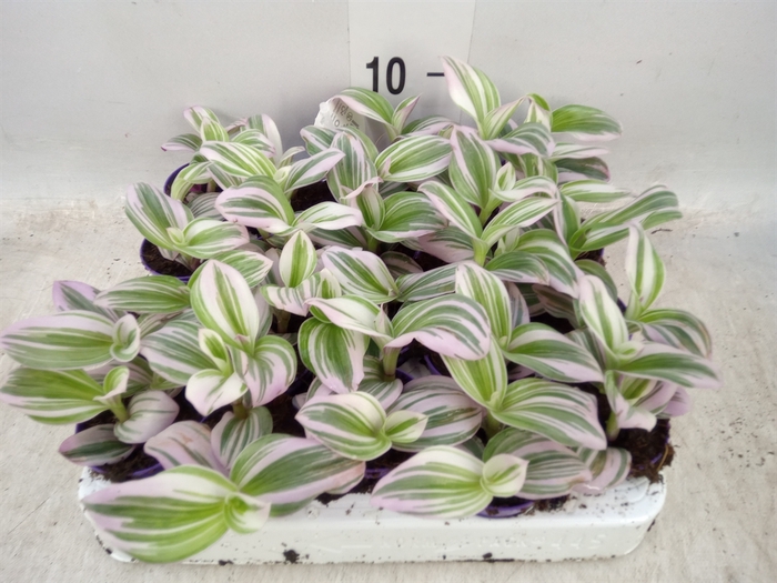 <h4>Tradescantia albif. 'Nanouk'</h4>