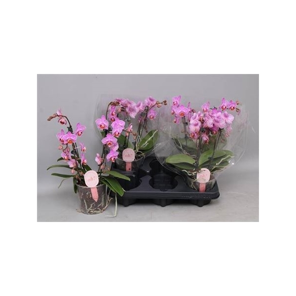 <h4>Phal Mf Ov Roze 2 Branches 22+</h4>