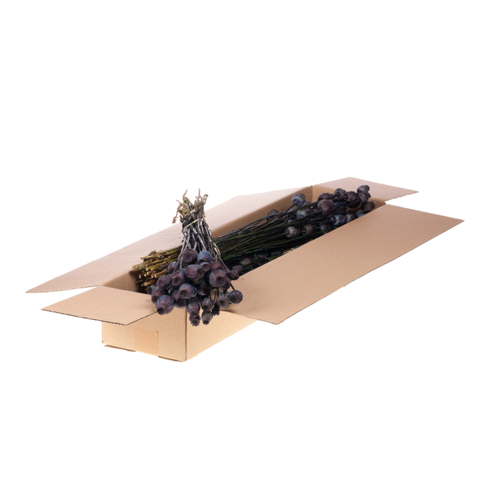 <h4>Papaver Sb Dark Blue</h4>