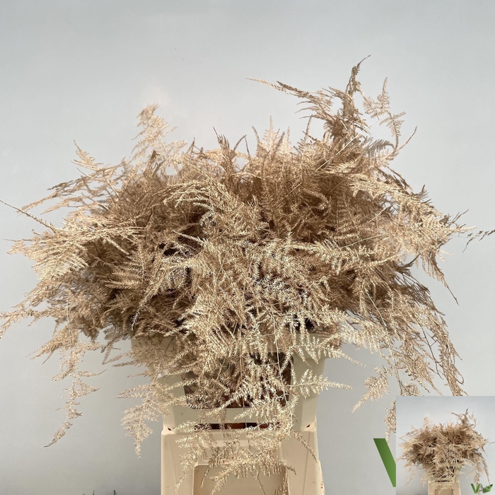 <h4>ASP OV KLB H%</h4>