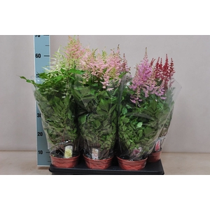 Astilbe   ...mix