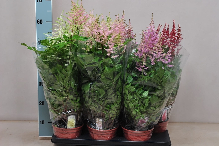 <h4>Astilbe   ...mix</h4>