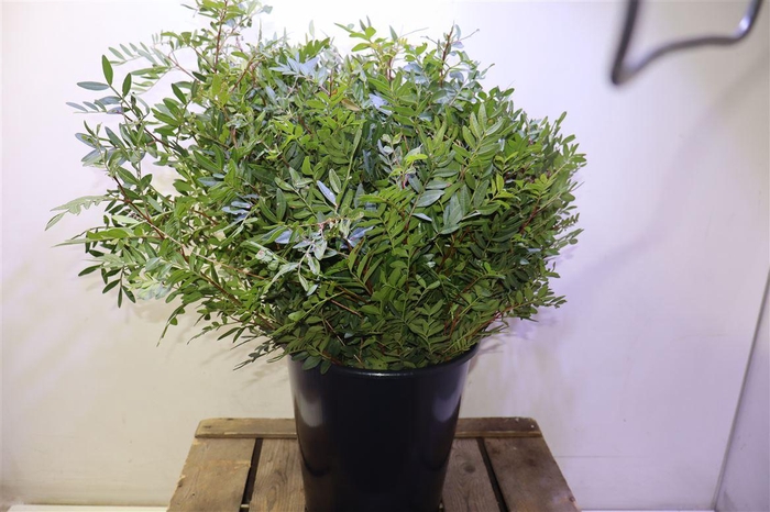 <h4>Pistache Kort</h4>