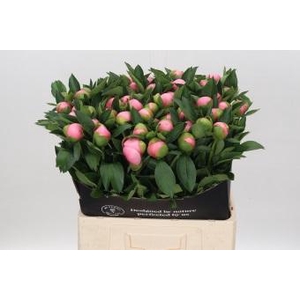 Paeonia Etched Salmon