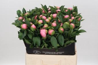 <h4>Paeonia (Herb. Hybrid Grp) 'Etched Salmon'</h4>