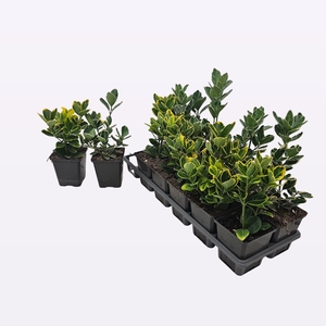 Euonymus Japonicus 'Mix' 2 Soorten