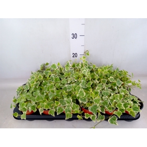 Hedera helix 'White Wonder'