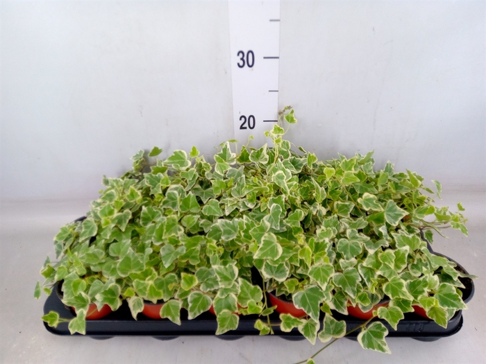 <h4>Hedera helix 'White Wonder'</h4>