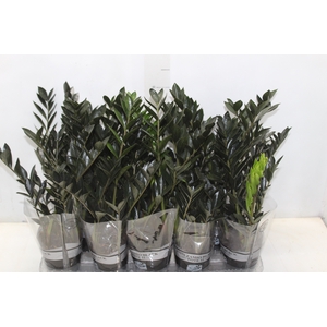 ZAMIOCULCAS DARK ZAMICRO P11