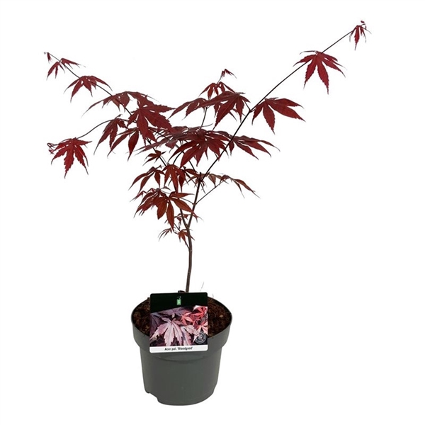 <h4>Acer pal. 'Bloodgood'</h4>