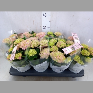 Hydrangea mac. 'Magical Revolution'