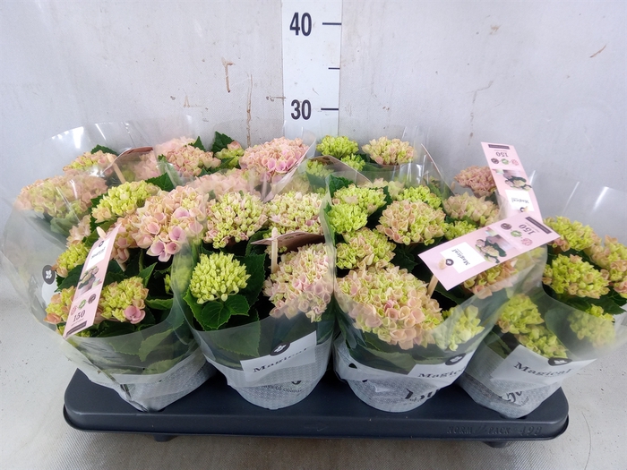 <h4>Hydrangea mac. 'Magical Revolution'</h4>