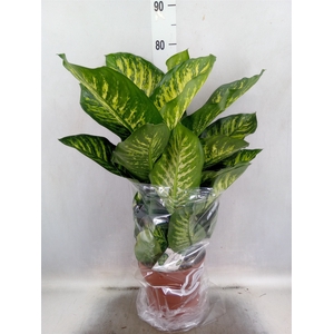 Dieffenbachia seg. 'Maroba'