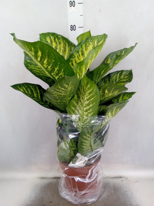 Dieffenbachia seg. 'Maroba'