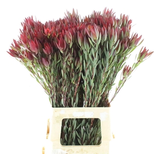 Leucad Blush Spray
