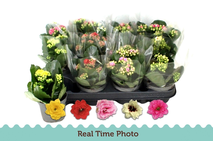 <h4>KAL GE GEM 5 KL</h4>