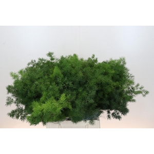 Asparagus Umbellatus