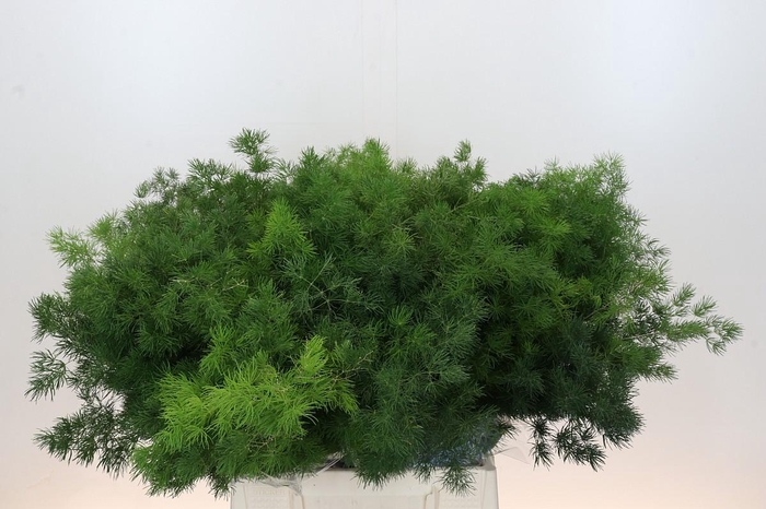 Asparagus Umbellatus