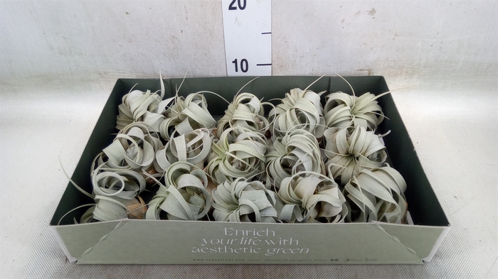 <h4>Tillandsia xerographica</h4>