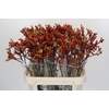 Kangaroo Paw Early Spring Indoor