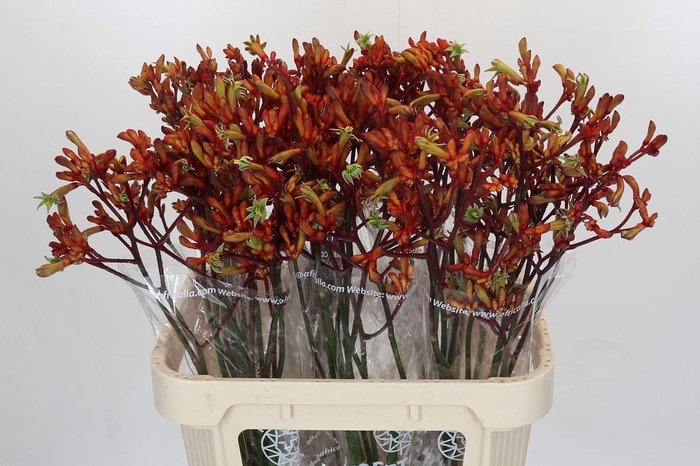 Kangaroo Paw Early Spring Indoor