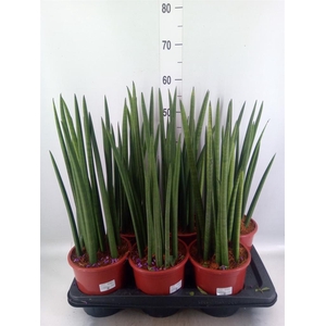 Sansevieria cyl.  ...