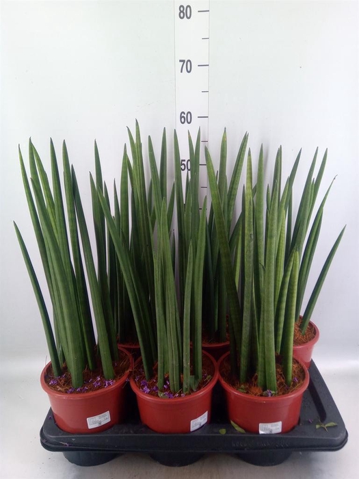 <h4>Sansevieria cyl.  ...</h4>