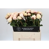 Paeonia Class Act